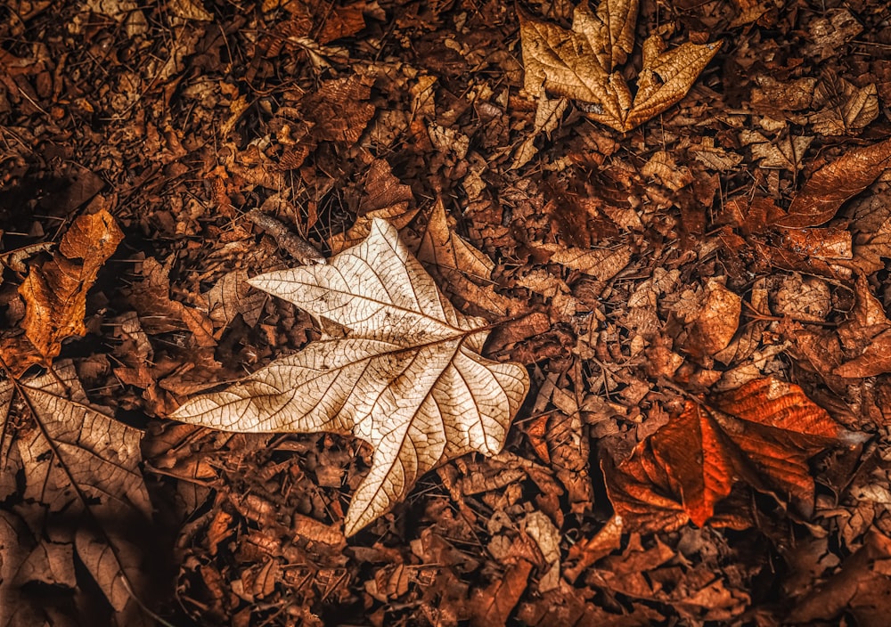 a white leaf on a brown surface