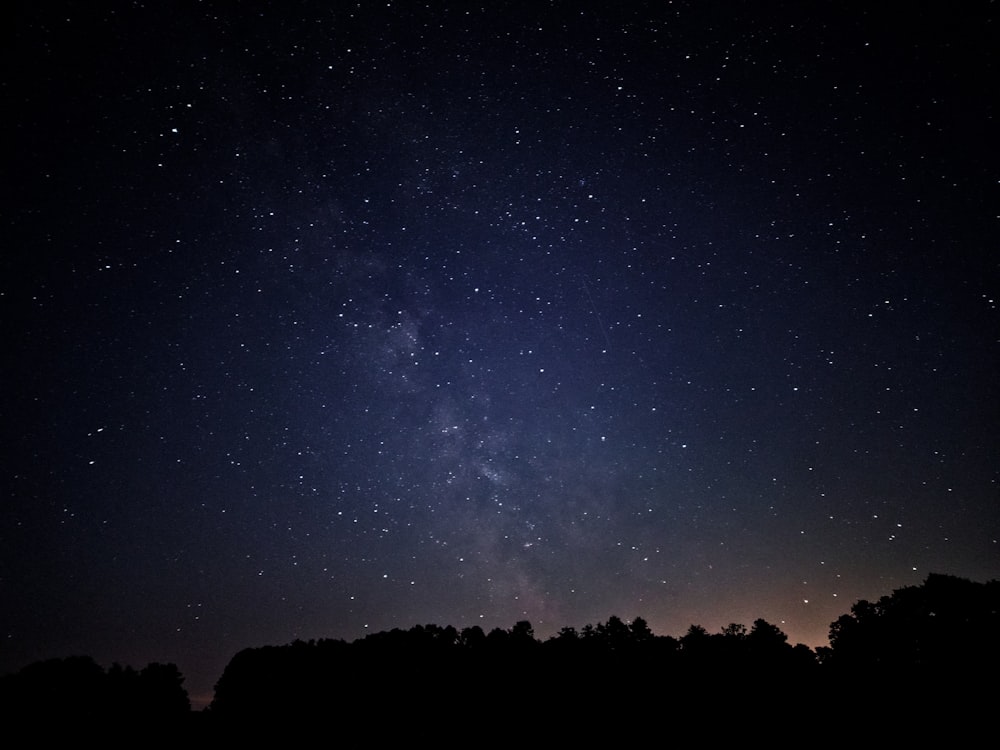 木々の上の星空