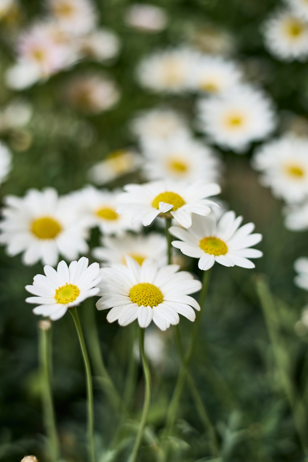 a group of white flowers