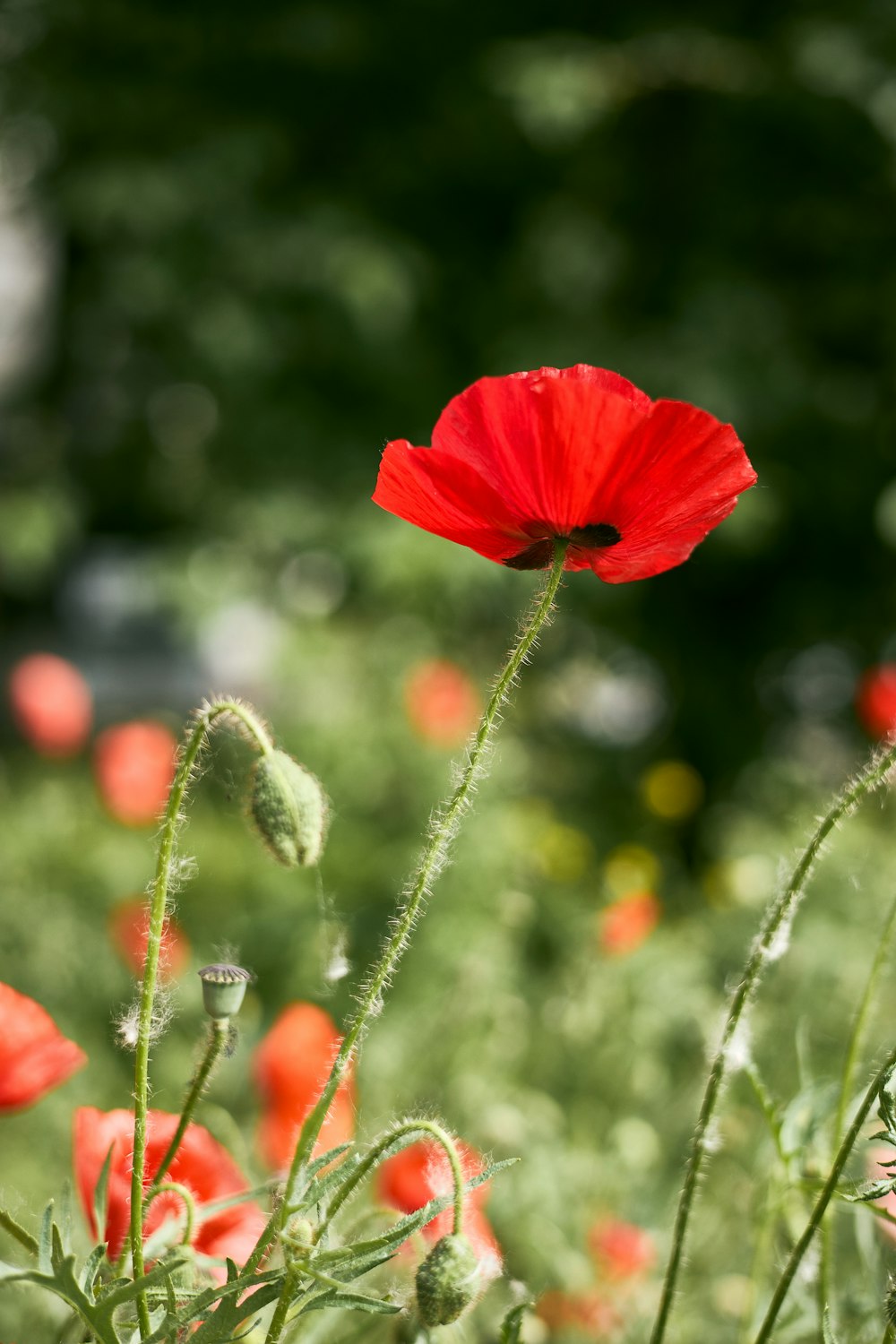 a red flower with green leaves