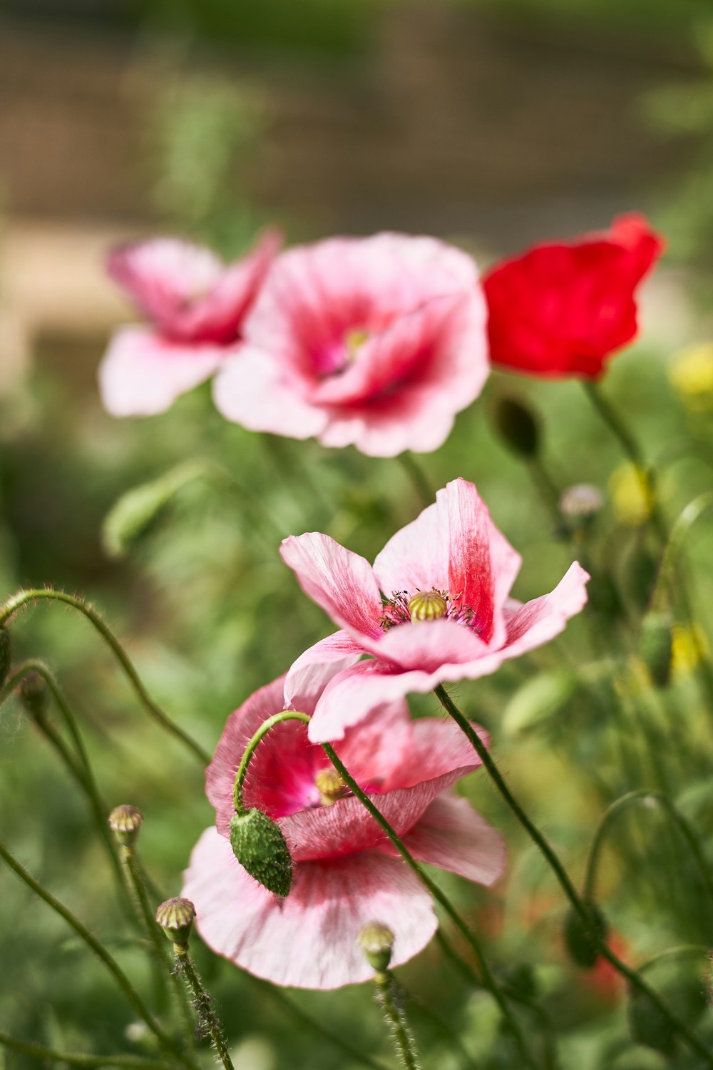 a group of pink flowers