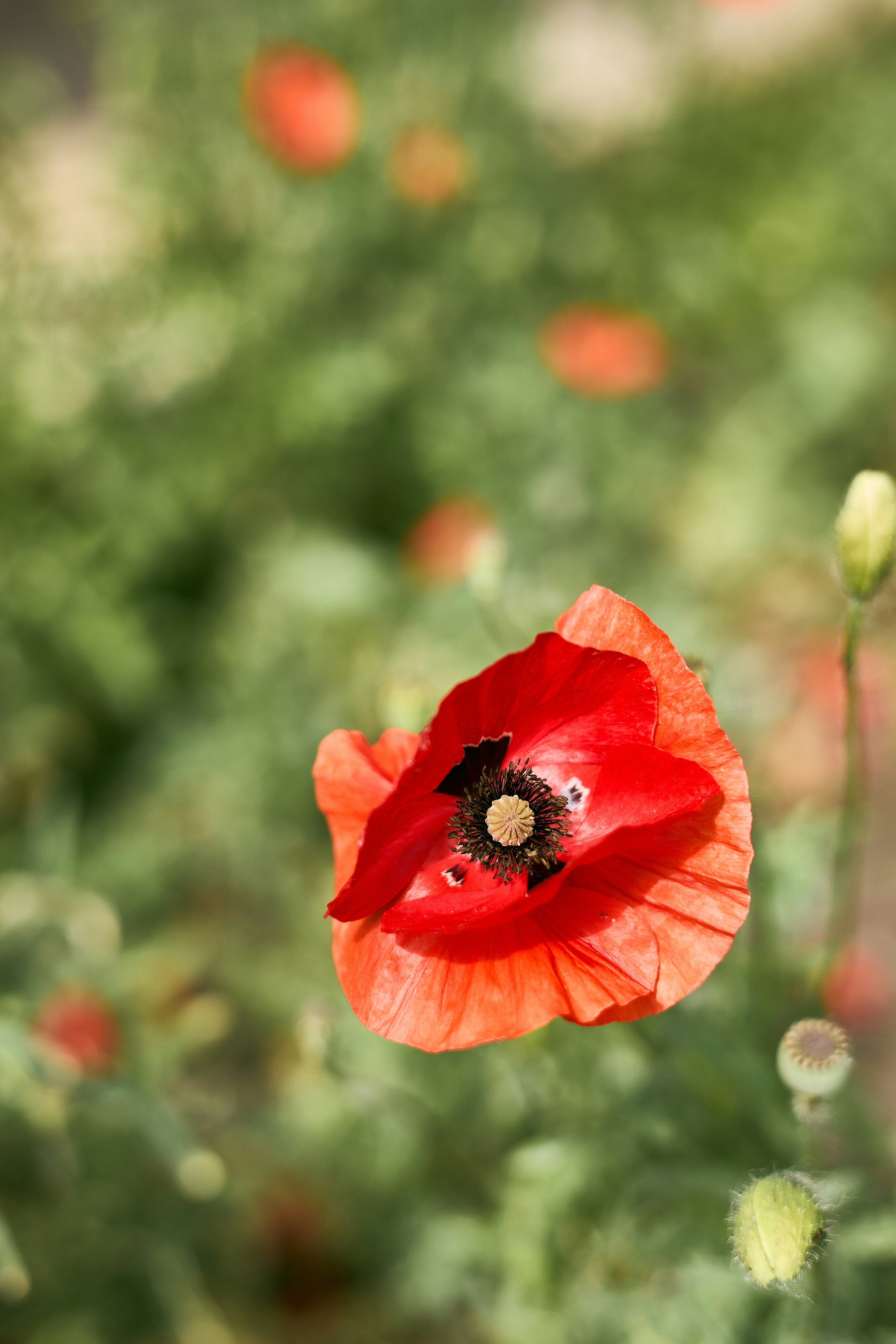 Photo by ann_leo_photo