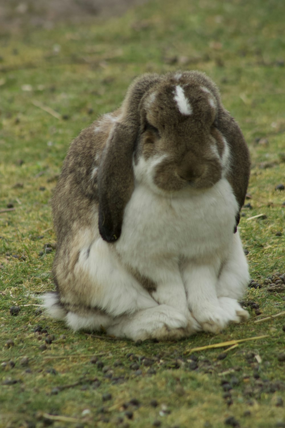 a rabbit sitting on grass