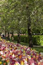 A vibrant garden filled with multicolored tulips is situated under a canopy of trees with green leaves. The area appears peaceful and well-maintained, with a path running parallel to the flower beds. In the background, there are a few people walking, adding a sense of liveliness to the serene scene.