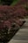 A serene garden scene featuring various acer palmatum trees.