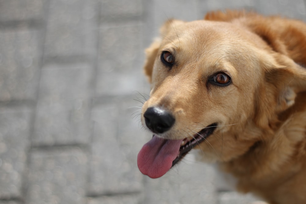 a dog with its tongue out