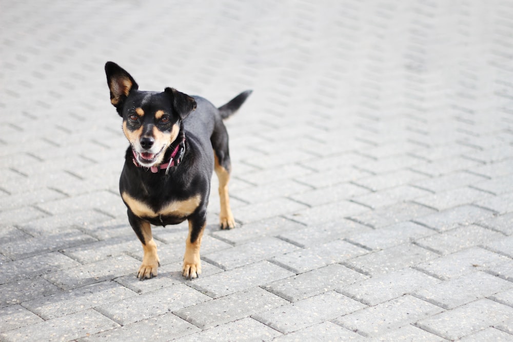 a dog standing on a stone surface