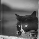 A black and white cat with prominent whiskers gazes through a window. The scene is in black and white, highlighting the cat's fur patterns and its intense, focused eyes. The window glass is slightly weathered, adding a vintage or nostalgic feel to the photograph.