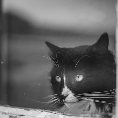 A black and white cat with prominent whiskers gazes through a window. The scene is in black and white, highlighting the cat's fur patterns and its intense, focused eyes. The window glass is slightly weathered, adding a vintage or nostalgic feel to the photograph.