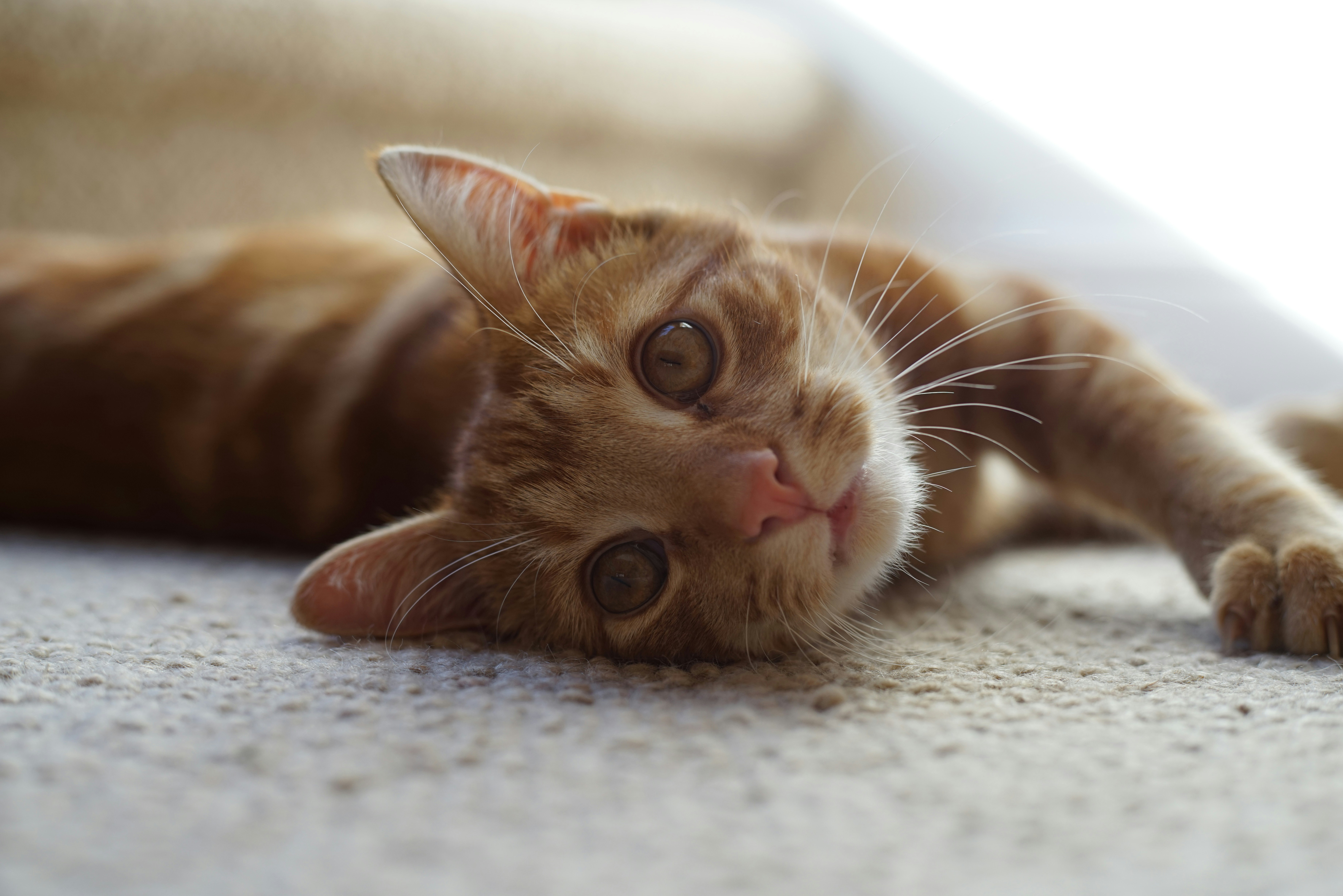 a cat lying on the ground