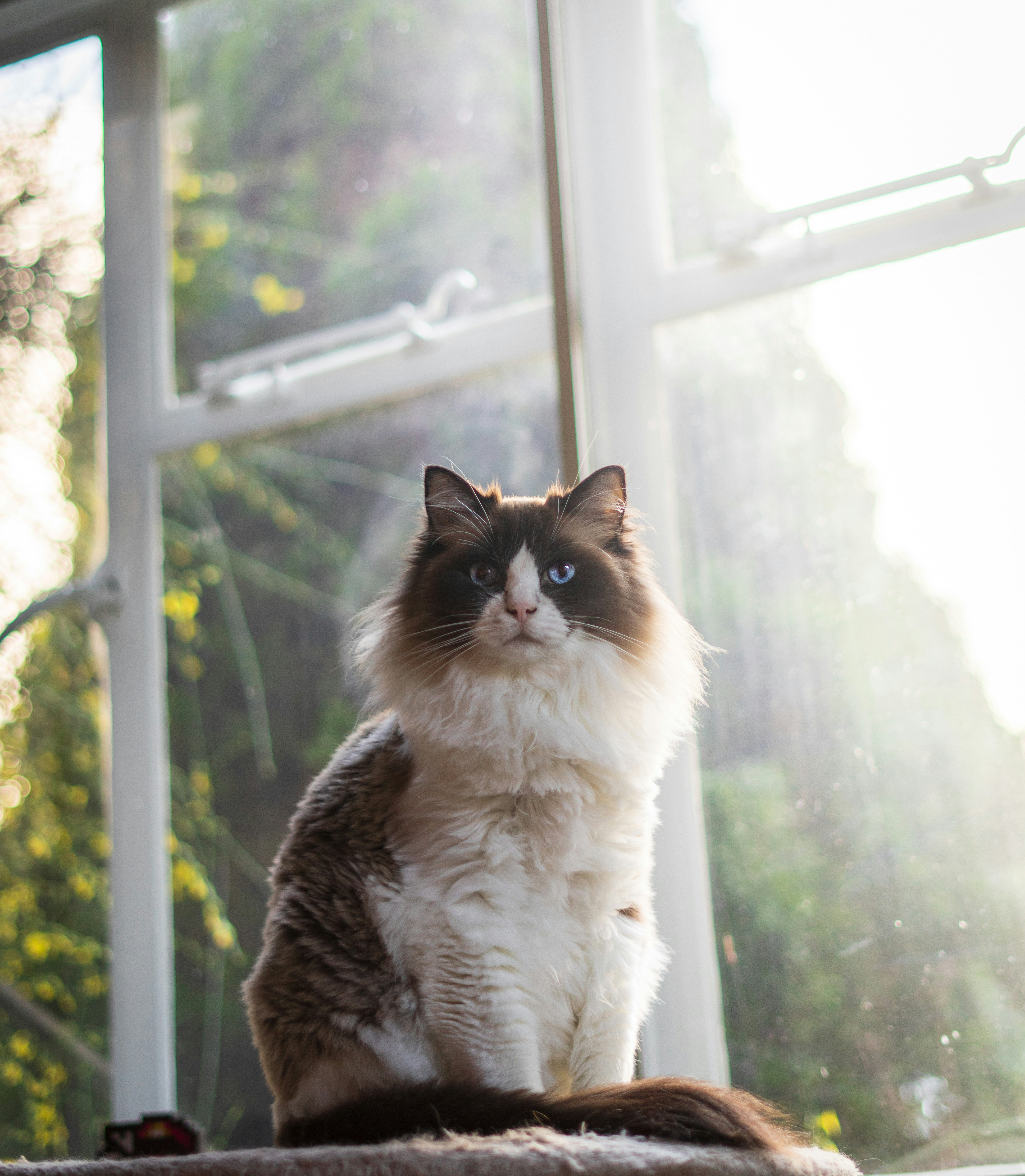 un chat assis sur le rebord d’une fenêtre