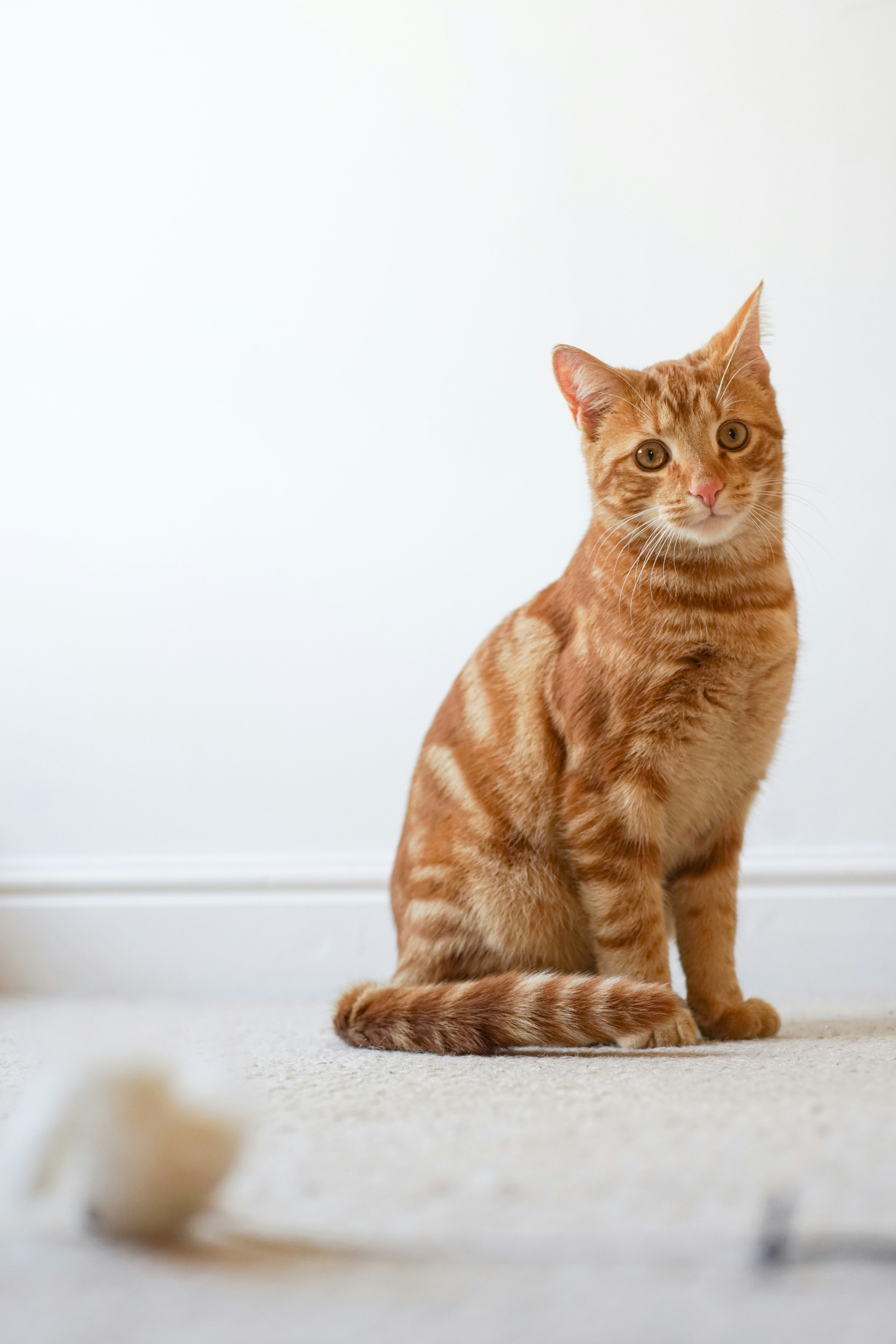 Photo by ajeetpanesarphotography