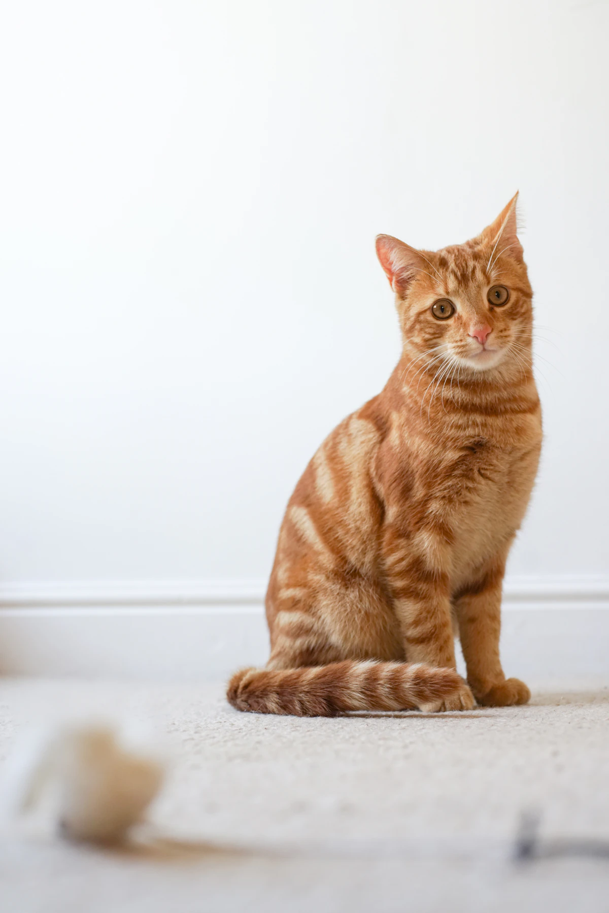 Pet