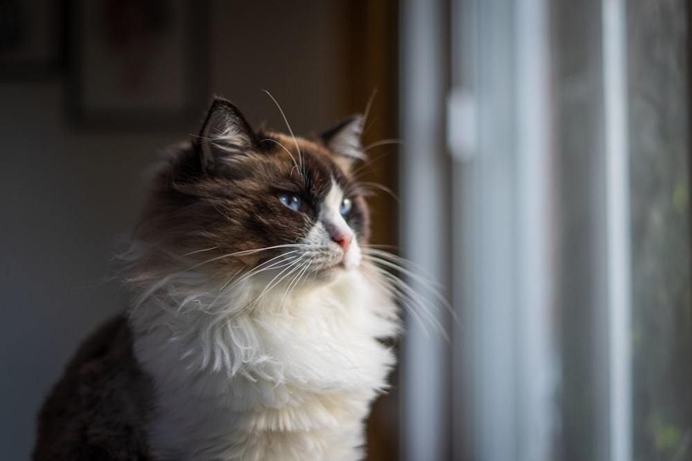 a cat looking out a window