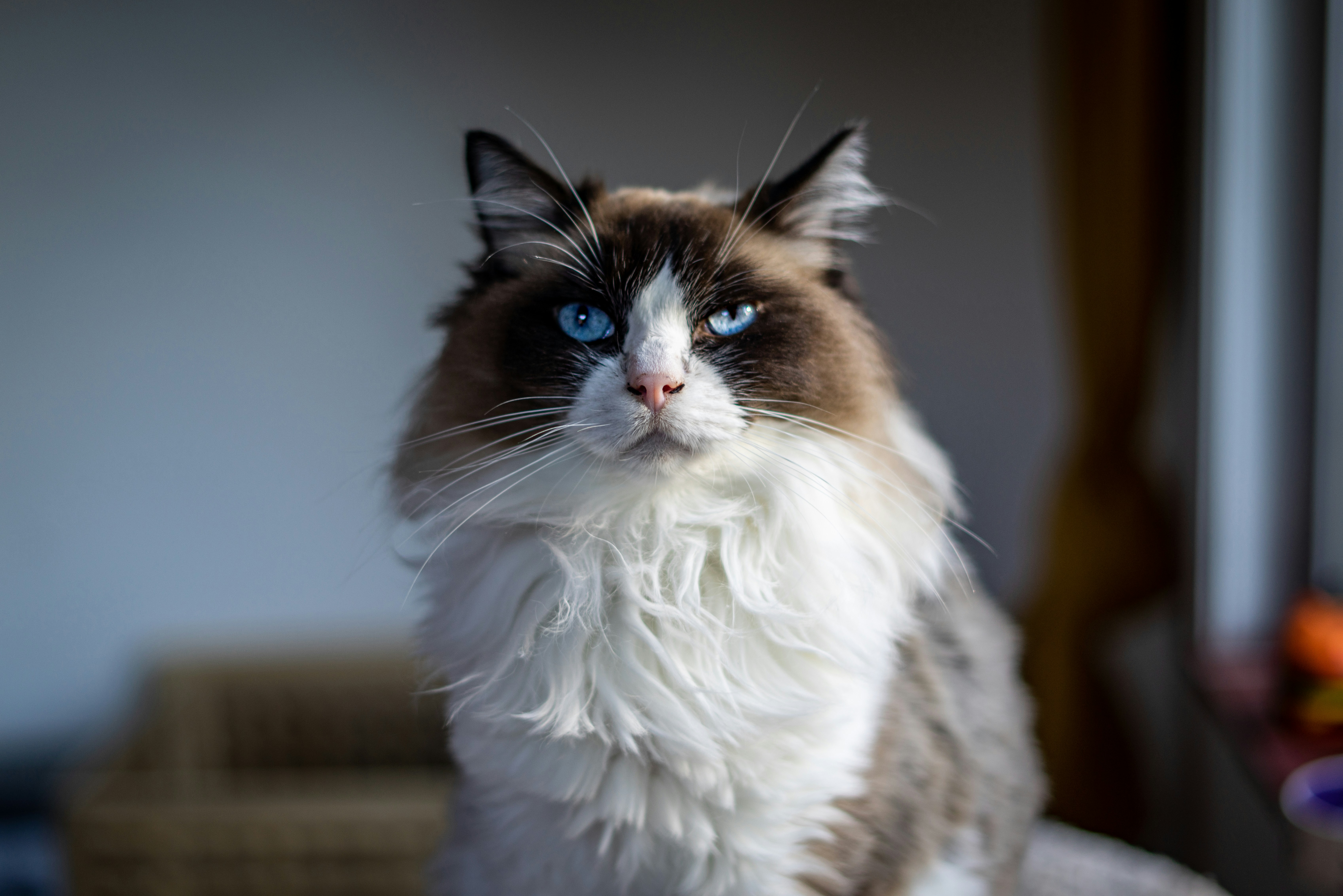 Photo by ajeetpanesarphotography