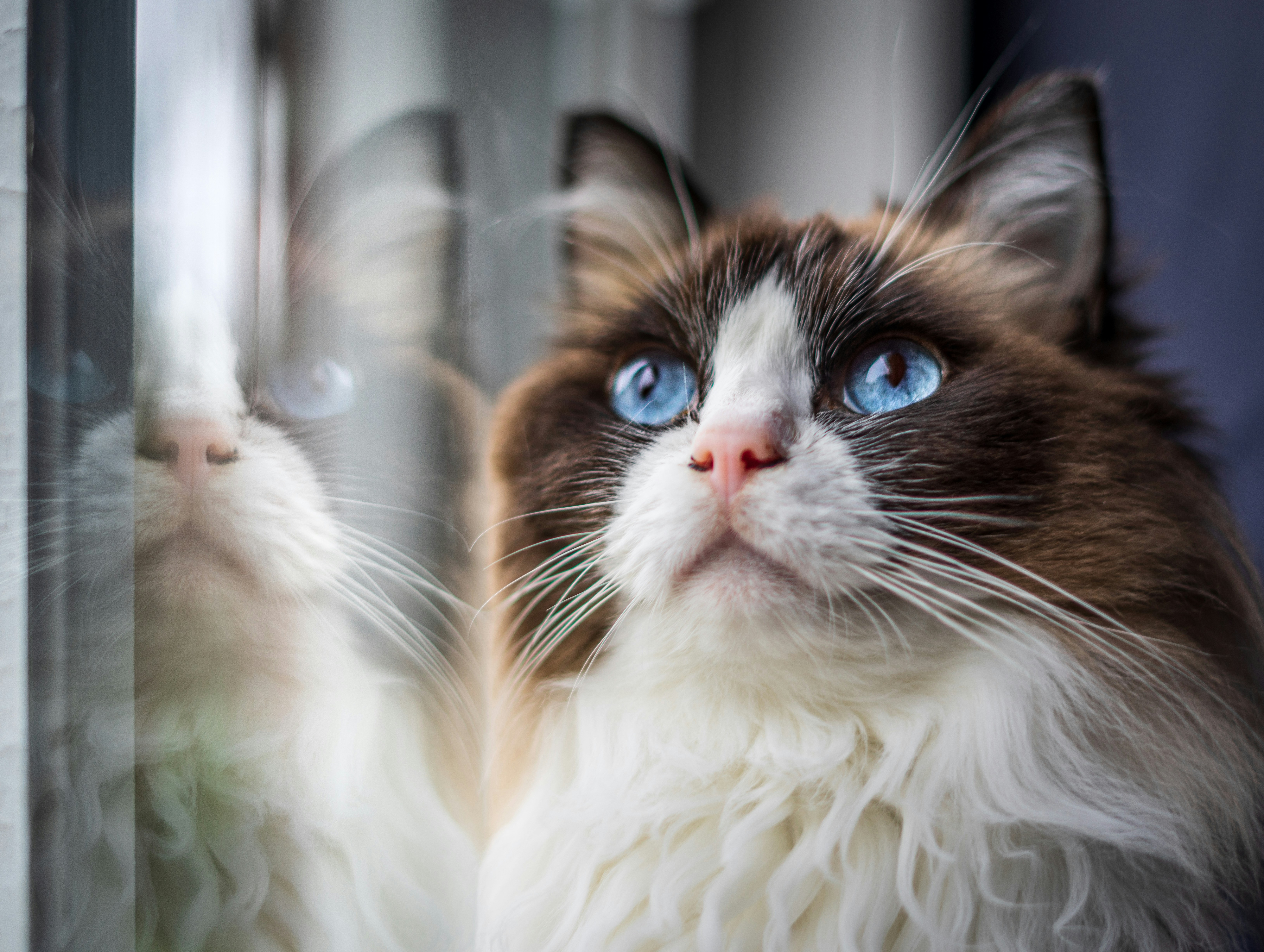 a cat with blue eyes