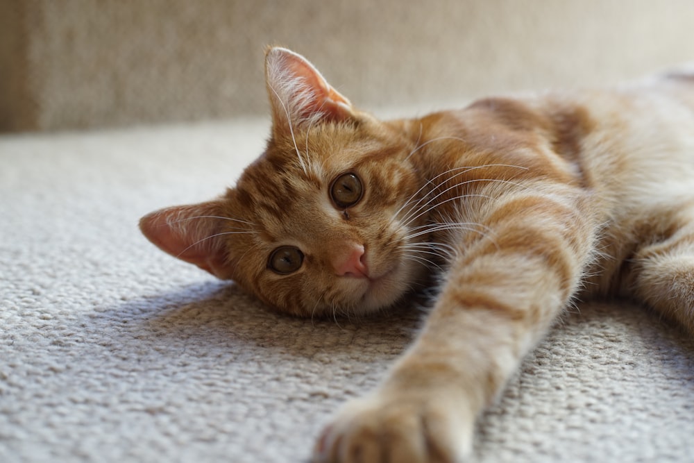 a cat lying on a blanket