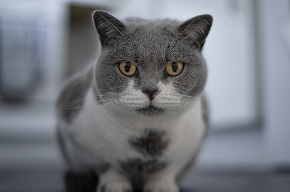 a cat with a paw on its face