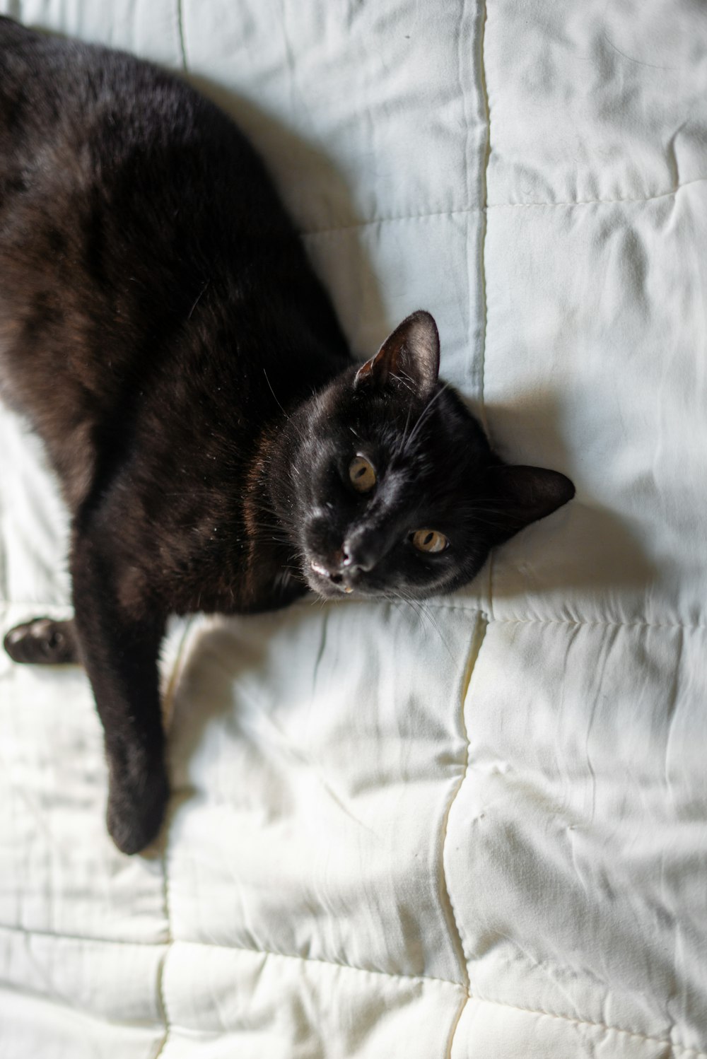 a black cat lying on a white blanket