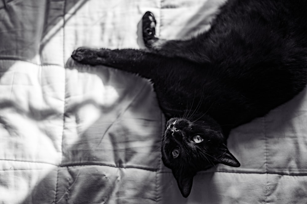 a cat laying on a bed