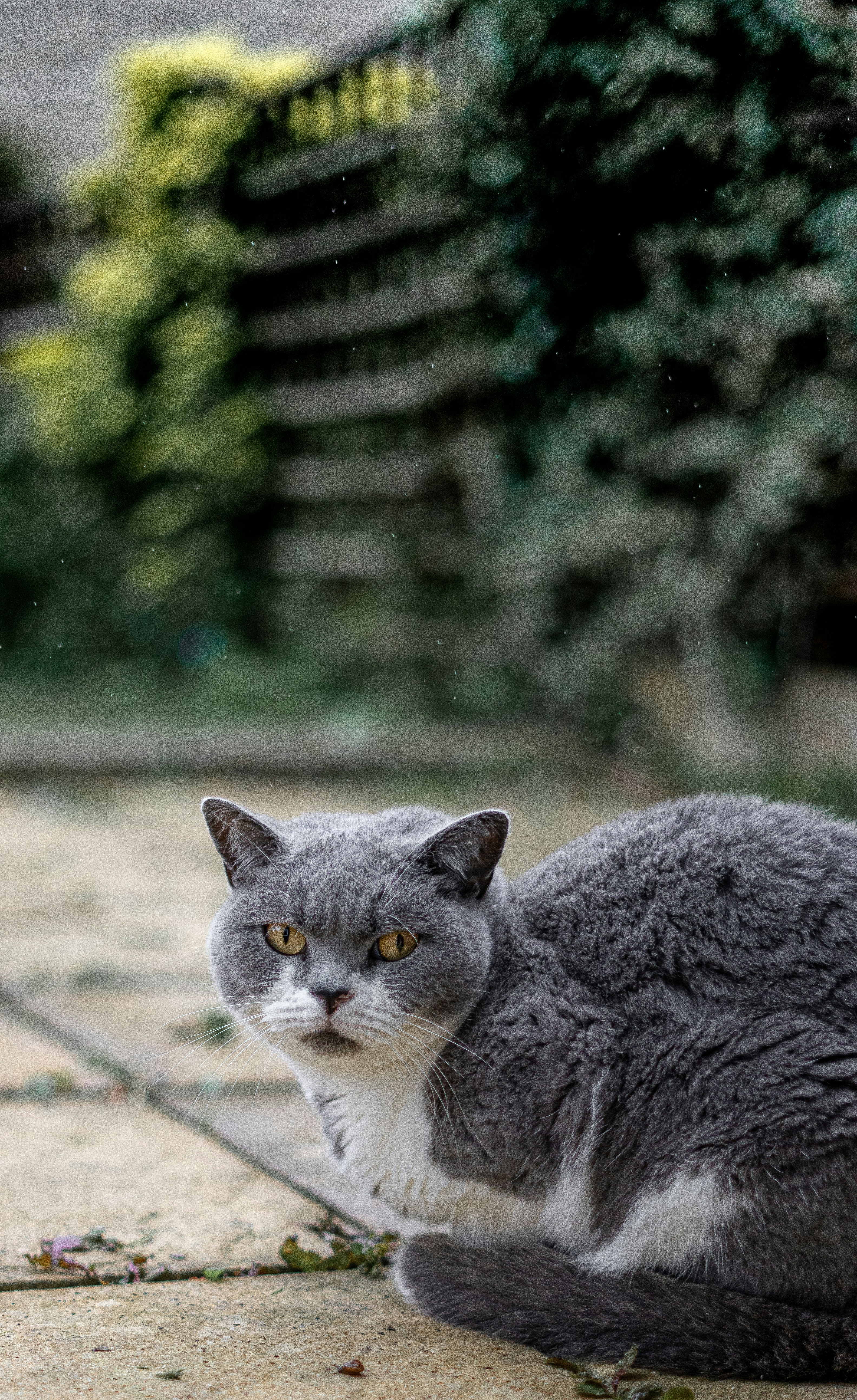 um gato sentado no chão