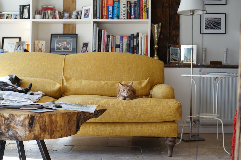 a cat sitting on a couch