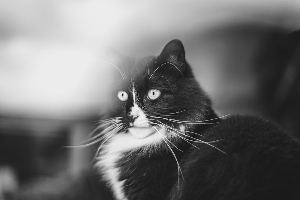 a black and white cat