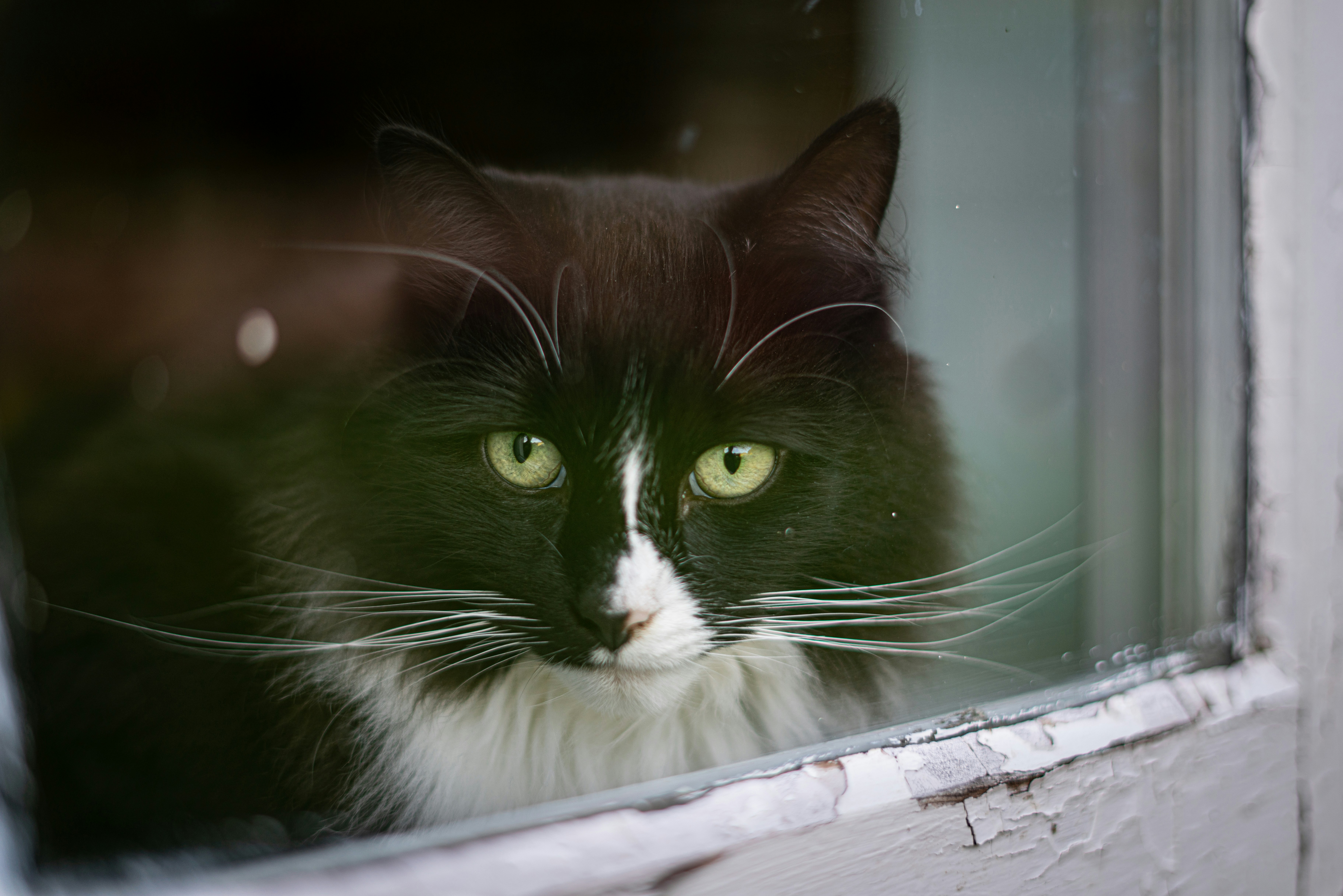 um gato olhando pela janela