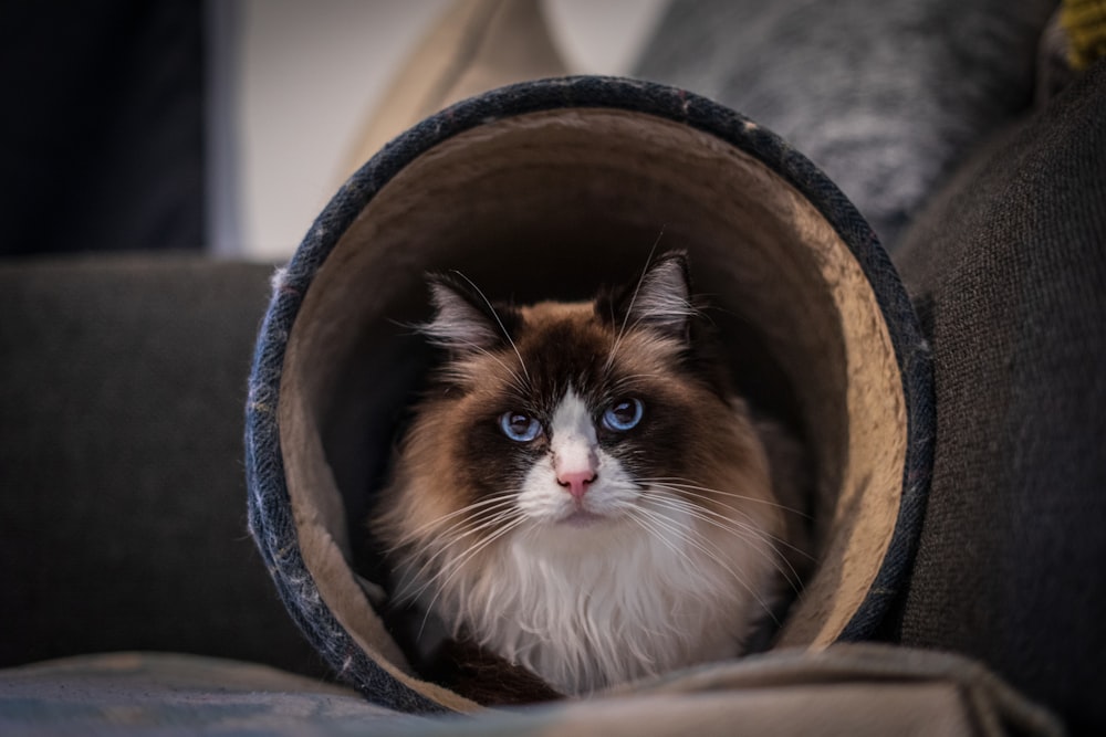 a cat in a round object