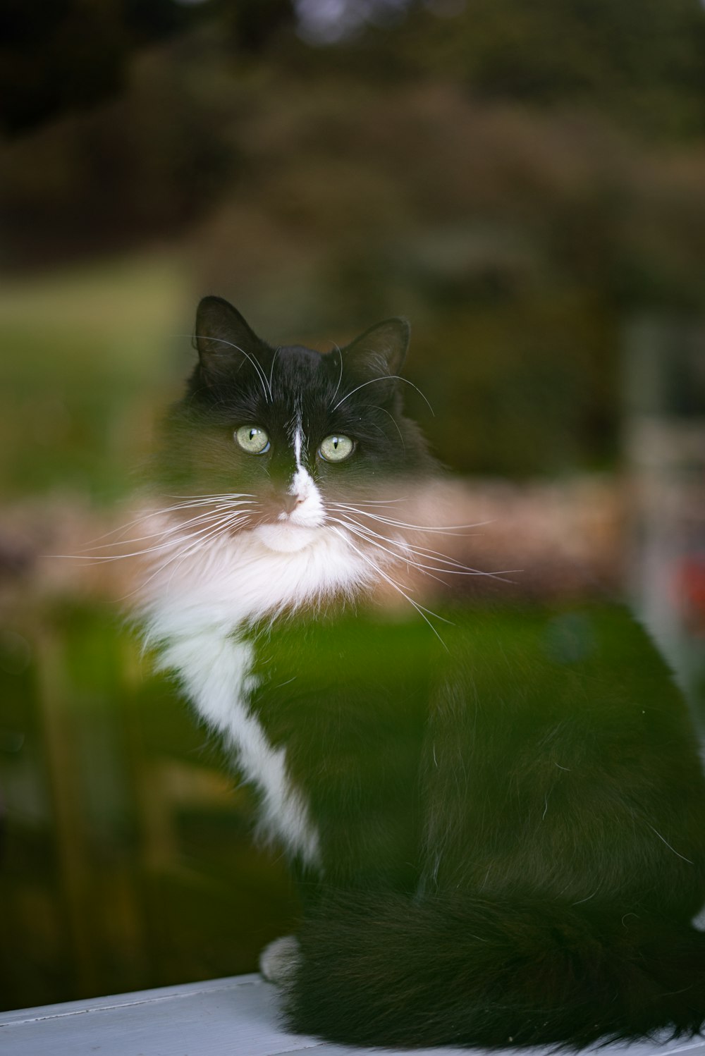 a cat sitting in a grassy area