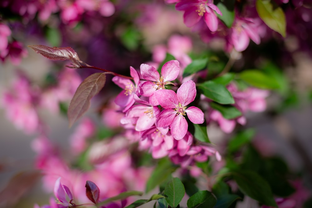 a close up of a flower