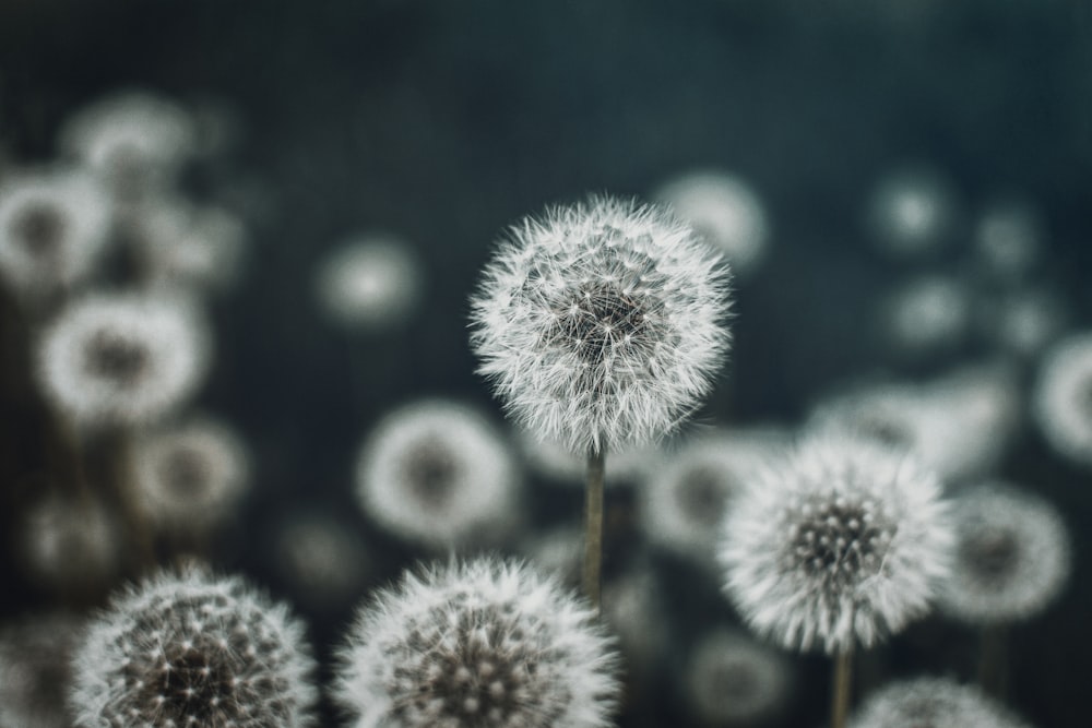 a group of dandelions