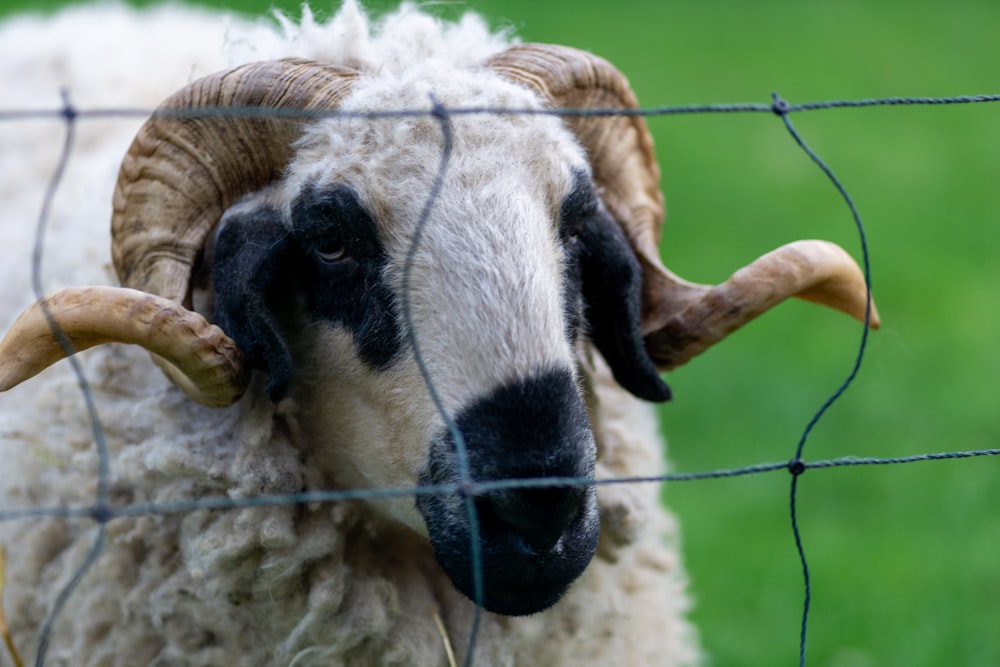 a goat with horns