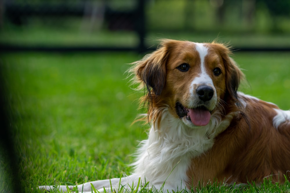 a dog lying on grass