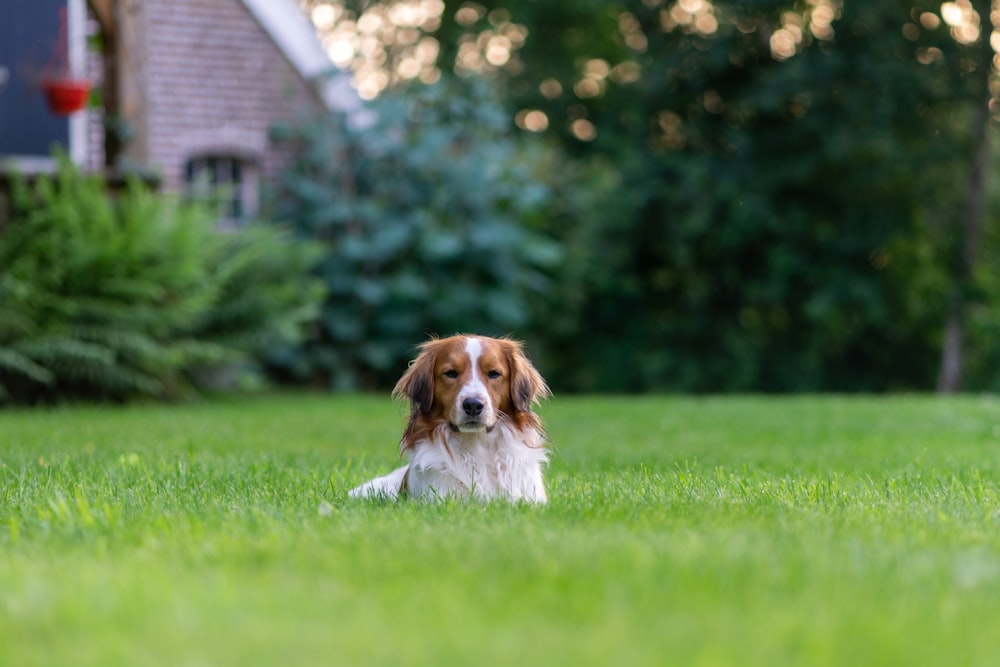 a dog lying in the grass