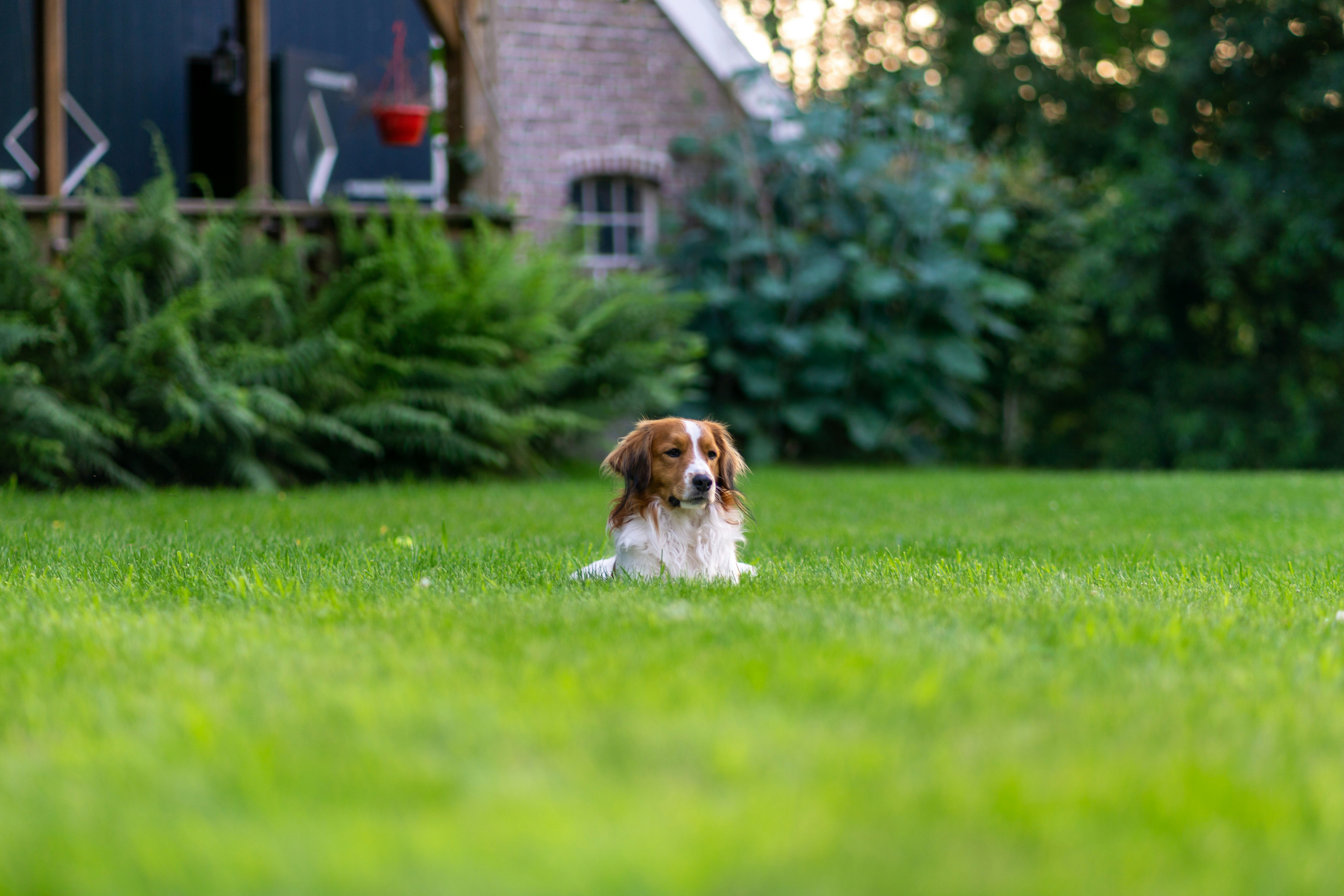 Natural vs. Chemical Tick Prevention: Finding the Best Solution for Your Dog