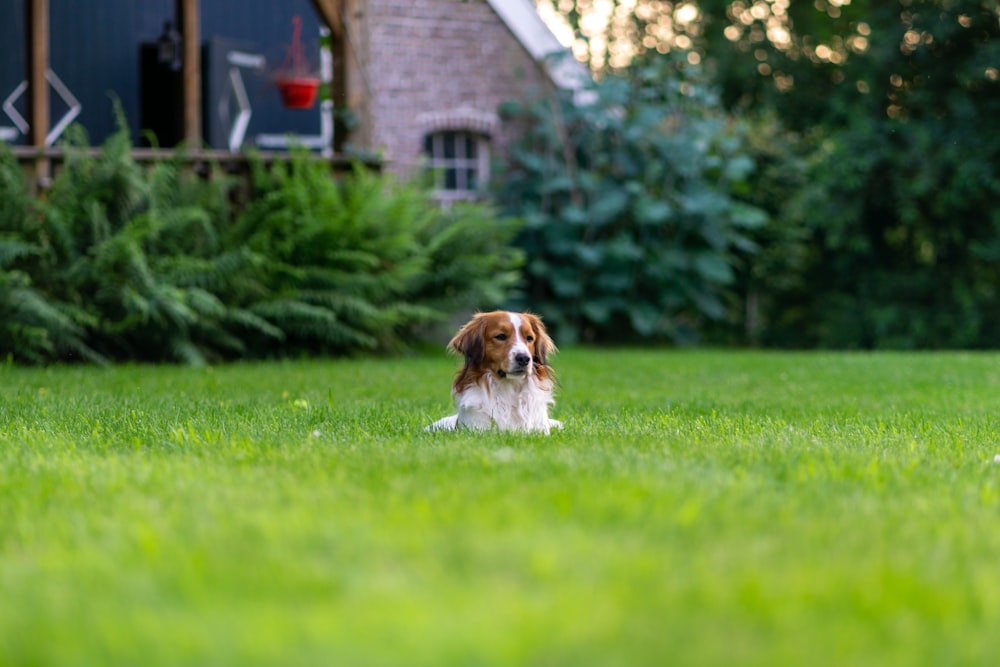 a dog lying in the grass