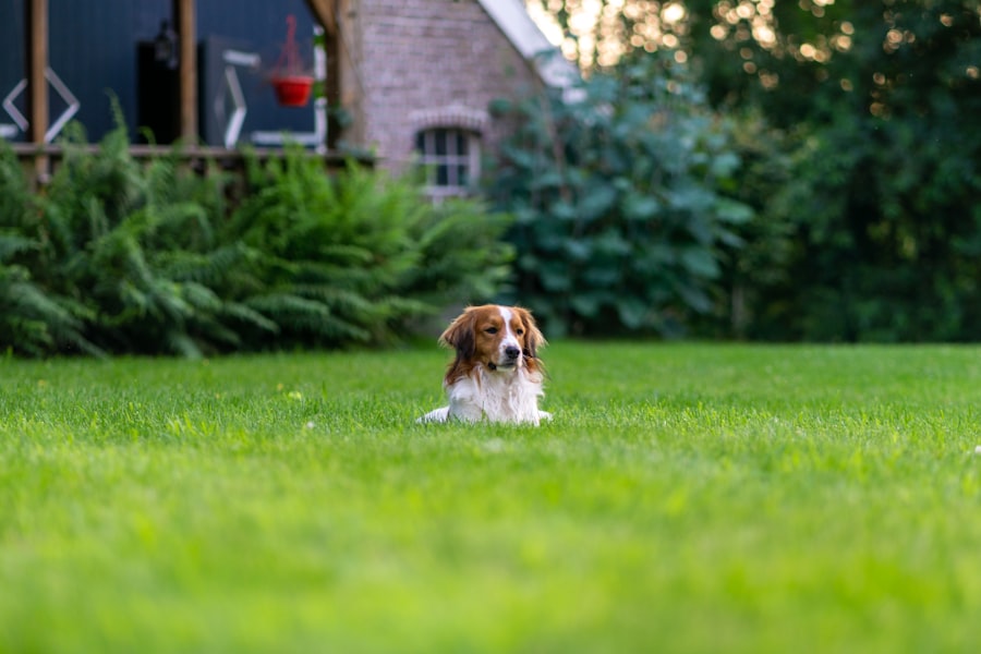 Young brown and white spaniel puppy sitting on green grass in a backyard, the kind of outdoor spot you take a puppy to for housebreaking success