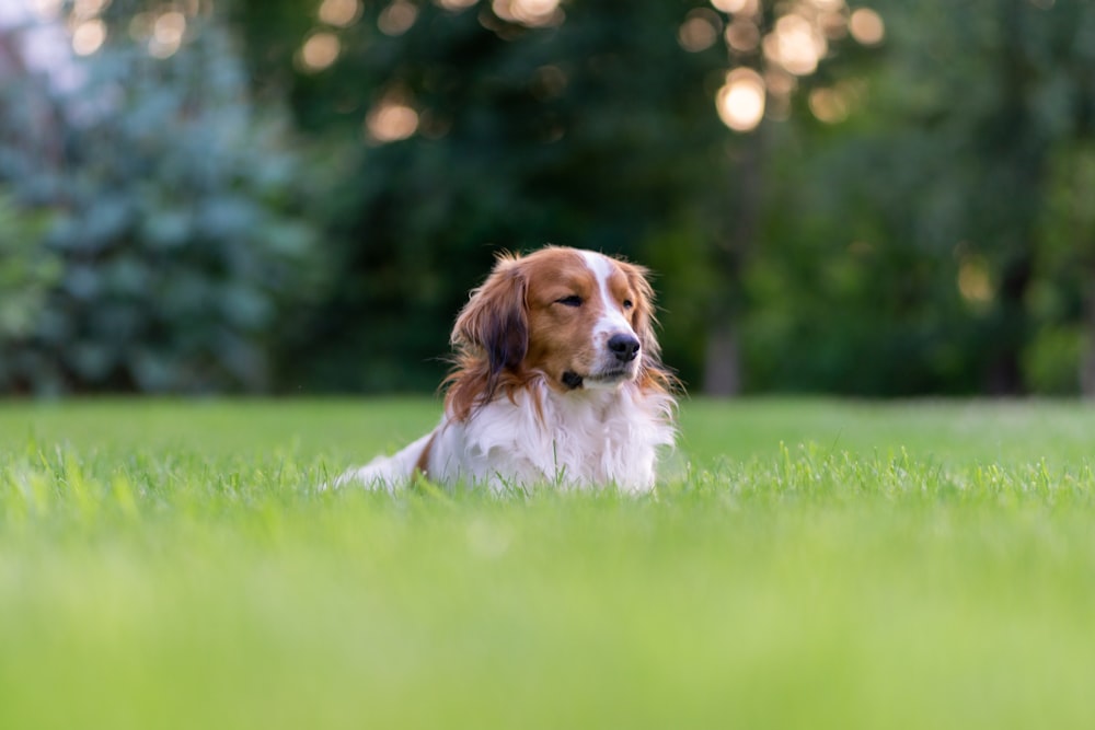 a dog running in a grassy area