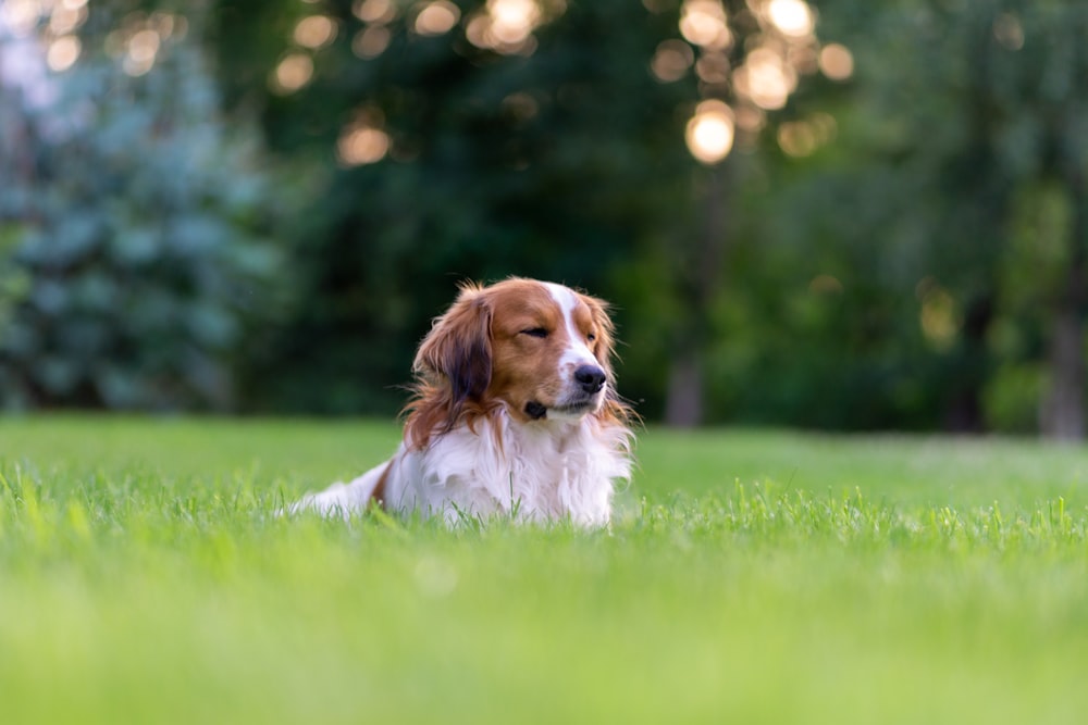 a dog lying in the grass