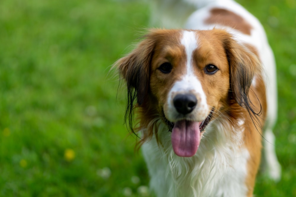 a dog with its tongue out