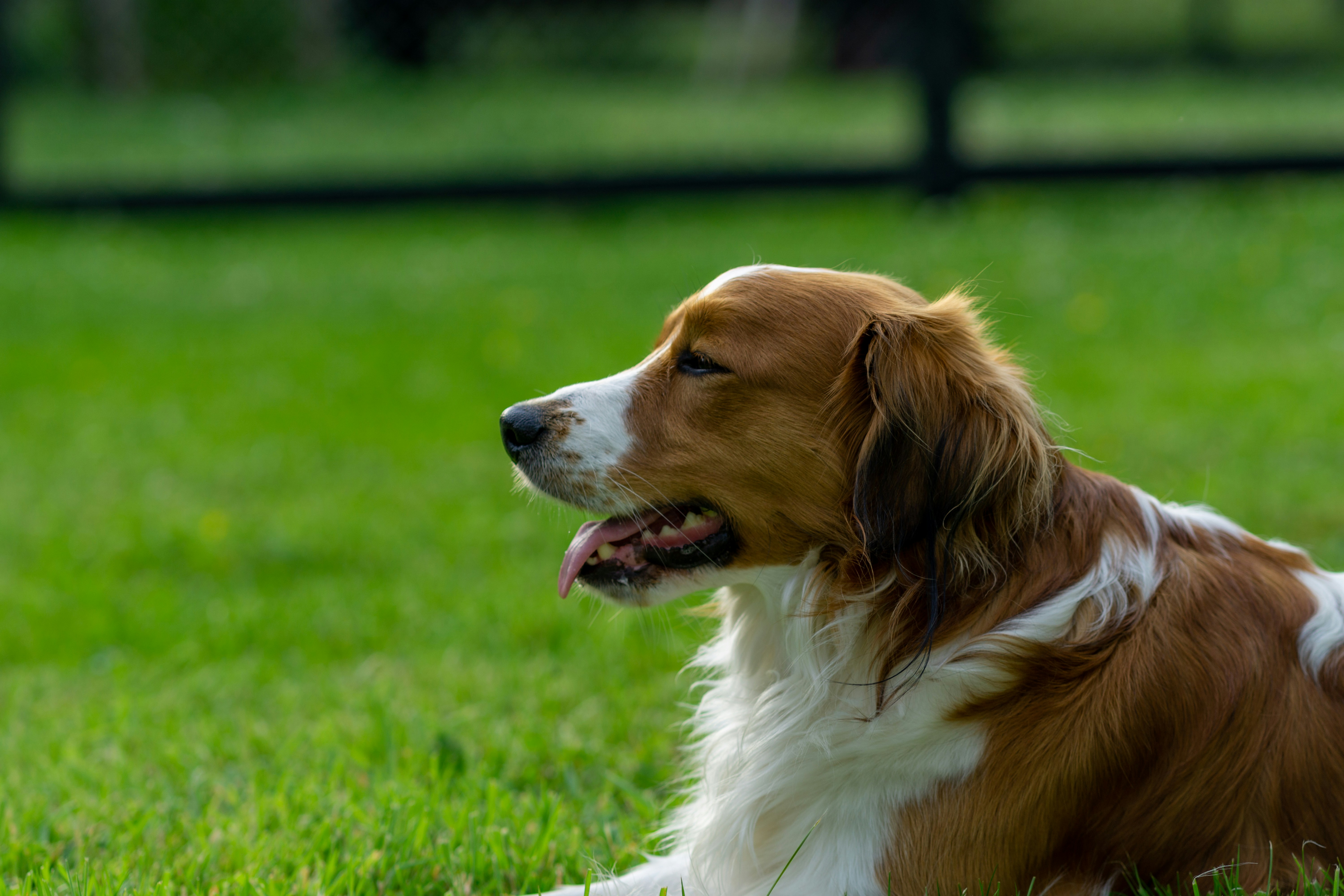 a dog lying on grass