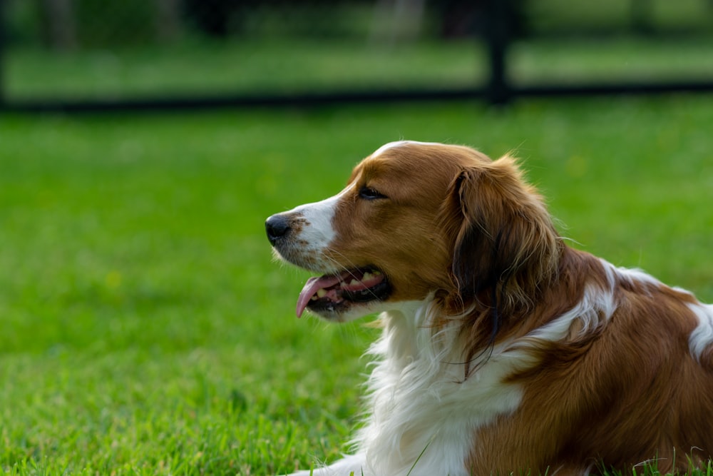 a dog lying on grass