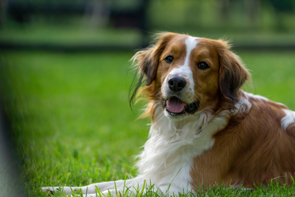 a dog lying in the grass