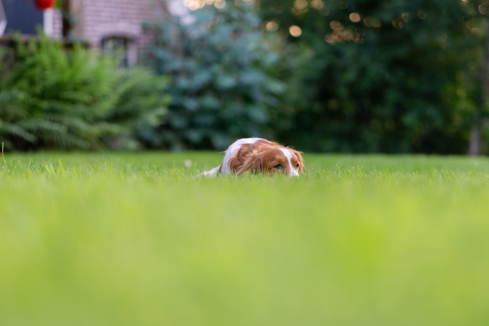 a dog running through a grassy area