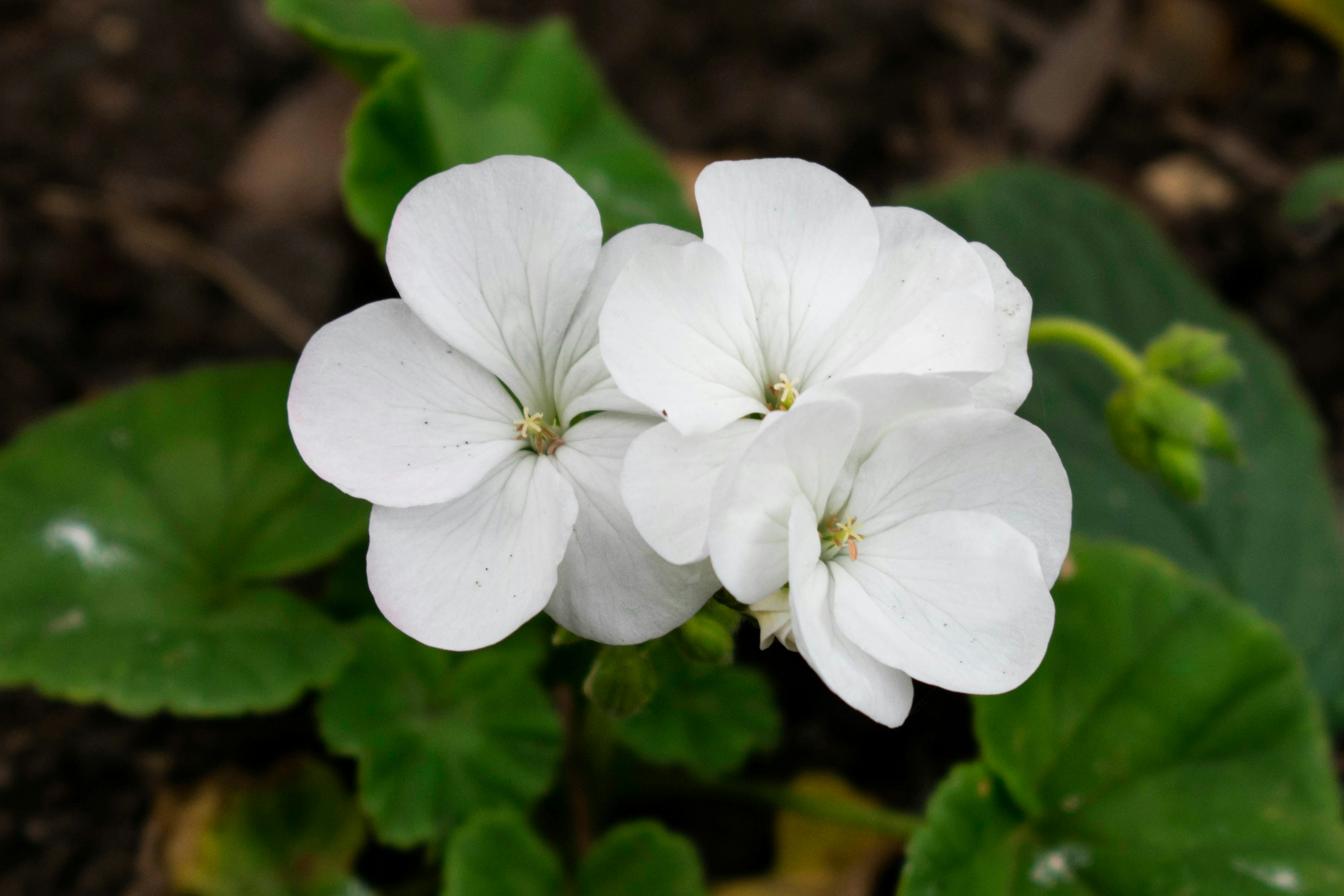 Image of user's plant or flower