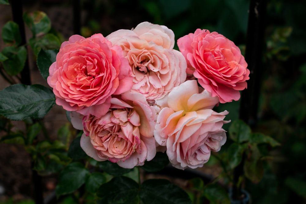 a group of pink flowers