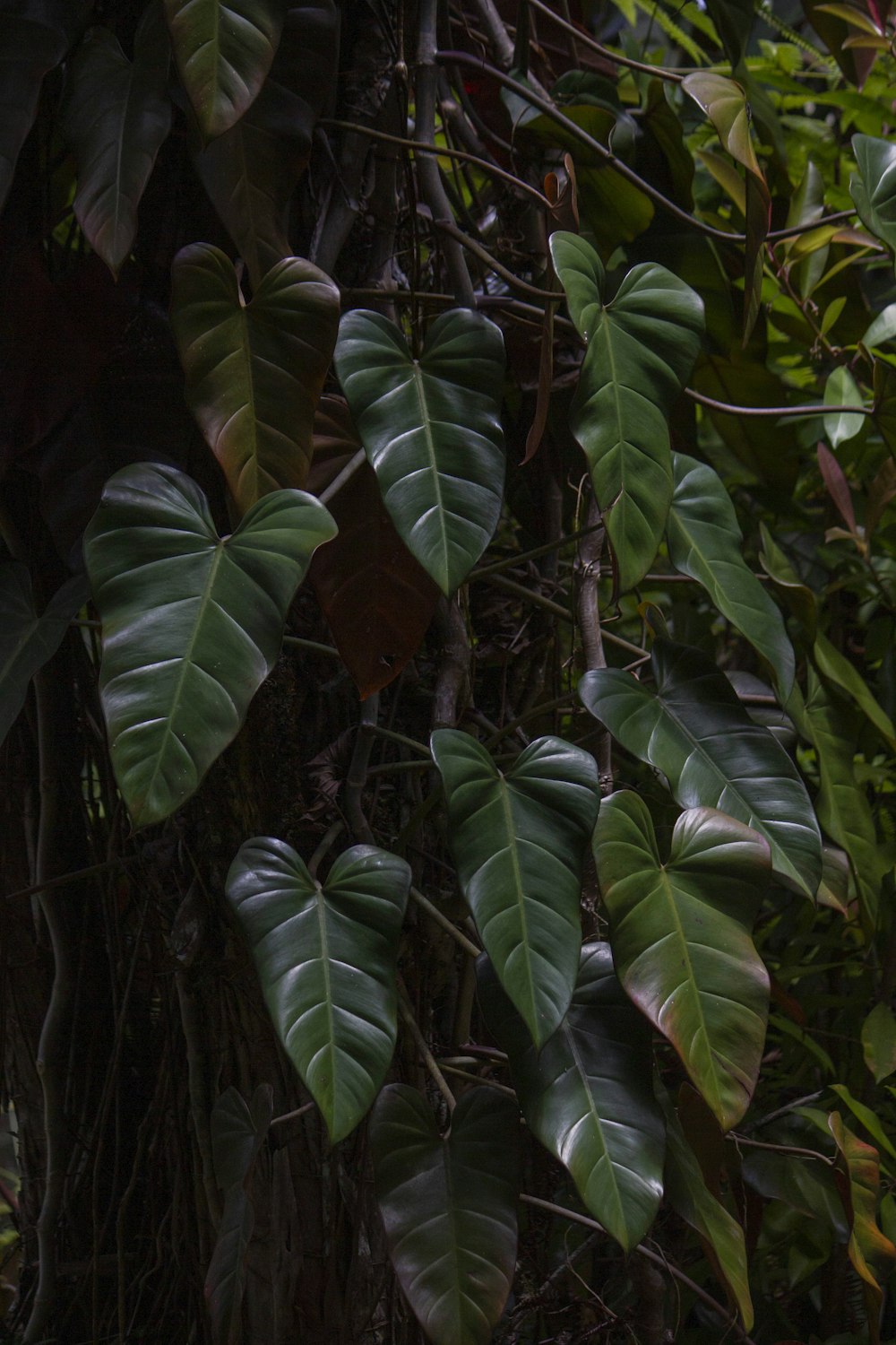 a group of leaves