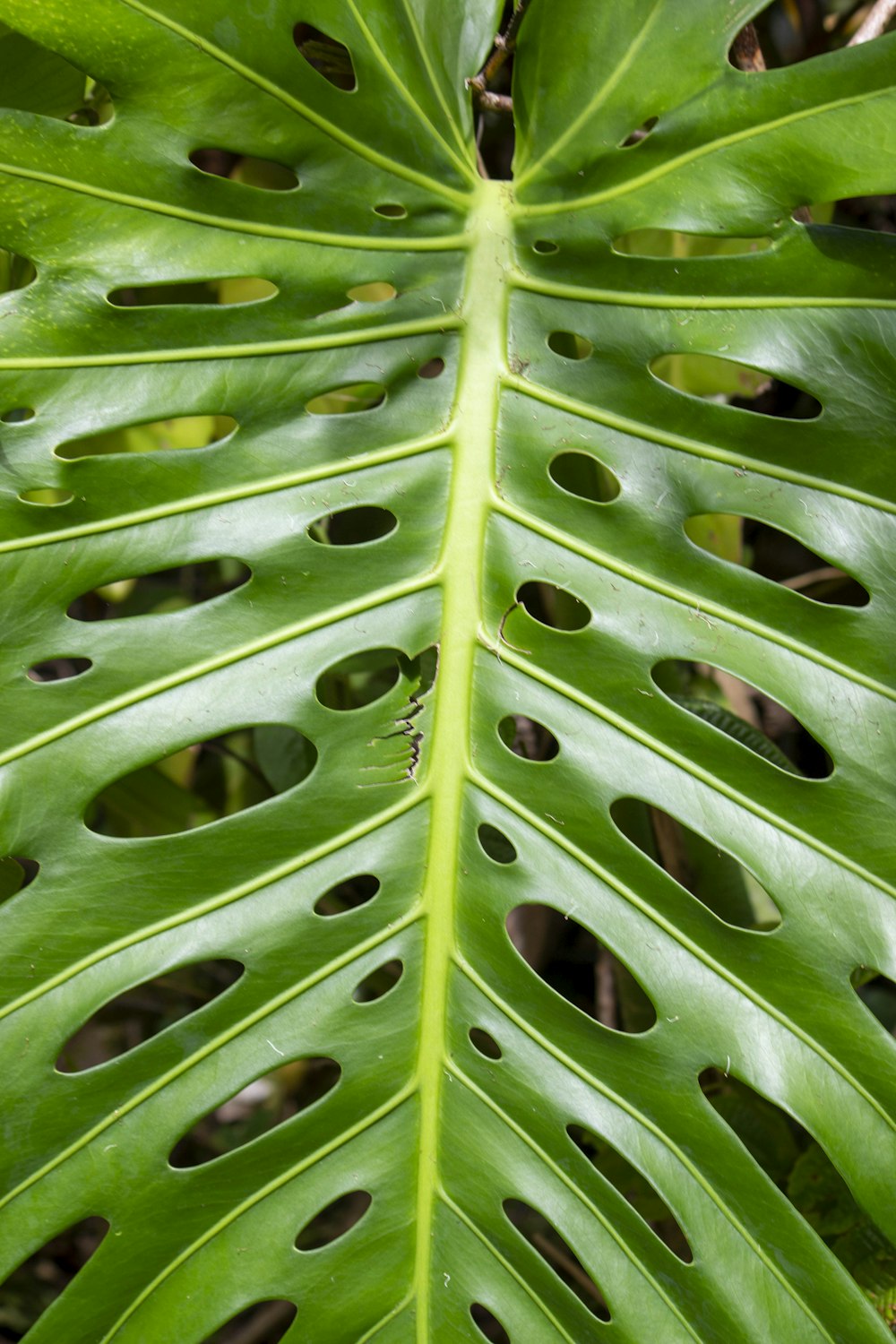 a close up of a plant