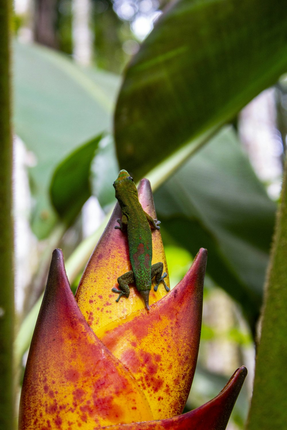 a green lizard on a red flower